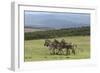 African Zebras 065-Bob Langrish-Framed Photographic Print