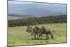 African Zebras 065-Bob Langrish-Mounted Photographic Print