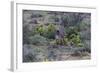 African Zebras 066-Bob Langrish-Framed Photographic Print