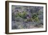 African Zebras 066-Bob Langrish-Framed Photographic Print