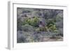 African Zebras 066-Bob Langrish-Framed Photographic Print