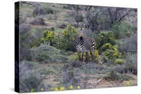 African Zebras 066-Bob Langrish-Stretched Canvas