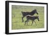 African Zebras 068-Bob Langrish-Framed Photographic Print