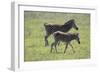 African Zebras 068-Bob Langrish-Framed Photographic Print