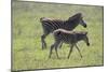 African Zebras 068-Bob Langrish-Mounted Photographic Print