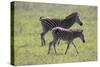 African Zebras 068-Bob Langrish-Stretched Canvas