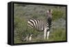 African Zebras 069-Bob Langrish-Framed Stretched Canvas