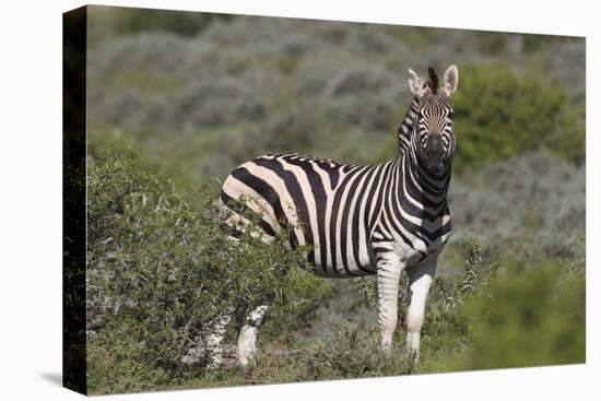 African Zebras 069-Bob Langrish-Stretched Canvas