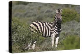 African Zebras 069-Bob Langrish-Stretched Canvas