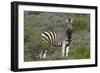 African Zebras 069-Bob Langrish-Framed Photographic Print