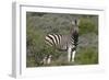 African Zebras 069-Bob Langrish-Framed Photographic Print
