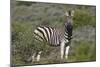 African Zebras 069-Bob Langrish-Mounted Photographic Print