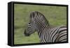 African Zebras 071-Bob Langrish-Framed Stretched Canvas