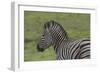 African Zebras 071-Bob Langrish-Framed Photographic Print