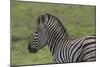 African Zebras 071-Bob Langrish-Mounted Photographic Print