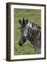 African Zebras 073-Bob Langrish-Framed Photographic Print