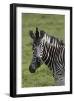 African Zebras 073-Bob Langrish-Framed Photographic Print