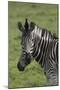 African Zebras 073-Bob Langrish-Mounted Photographic Print
