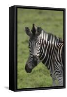 African Zebras 073-Bob Langrish-Framed Stretched Canvas