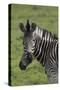 African Zebras 073-Bob Langrish-Stretched Canvas