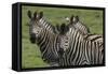 African Zebras 074-Bob Langrish-Framed Stretched Canvas