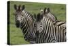 African Zebras 074-Bob Langrish-Stretched Canvas