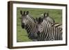 African Zebras 074-Bob Langrish-Framed Photographic Print