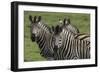 African Zebras 074-Bob Langrish-Framed Photographic Print