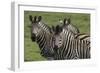 African Zebras 074-Bob Langrish-Framed Photographic Print