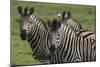 African Zebras 074-Bob Langrish-Mounted Photographic Print