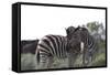 African Zebras 076-Bob Langrish-Framed Stretched Canvas