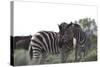 African Zebras 076-Bob Langrish-Stretched Canvas