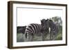 African Zebras 076-Bob Langrish-Framed Photographic Print