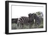 African Zebras 076-Bob Langrish-Framed Photographic Print