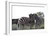 African Zebras 076-Bob Langrish-Framed Photographic Print