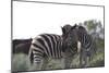 African Zebras 076-Bob Langrish-Mounted Photographic Print