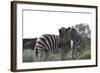 African Zebras 076-Bob Langrish-Framed Photographic Print