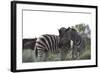 African Zebras 076-Bob Langrish-Framed Photographic Print