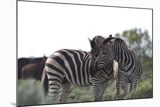 African Zebras 076-Bob Langrish-Mounted Photographic Print