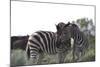 African Zebras 076-Bob Langrish-Mounted Photographic Print