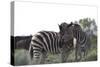 African Zebras 076-Bob Langrish-Stretched Canvas