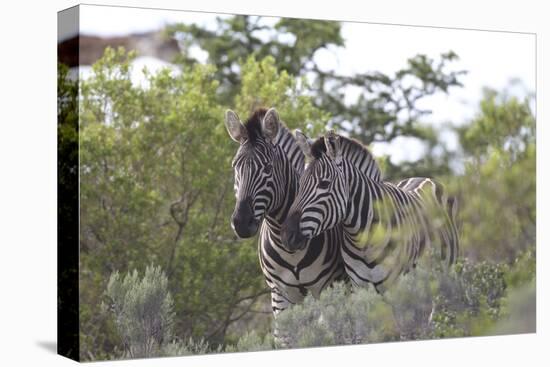 African Zebras 080-Bob Langrish-Stretched Canvas