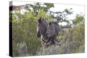 African Zebras 080-Bob Langrish-Stretched Canvas