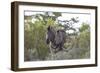 African Zebras 080-Bob Langrish-Framed Photographic Print