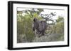 African Zebras 080-Bob Langrish-Framed Photographic Print