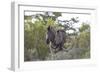 African Zebras 080-Bob Langrish-Framed Photographic Print