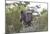 African Zebras 080-Bob Langrish-Mounted Photographic Print