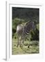 African Zebras 087-Bob Langrish-Framed Photographic Print