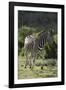 African Zebras 087-Bob Langrish-Framed Photographic Print