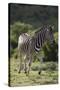 African Zebras 087-Bob Langrish-Stretched Canvas